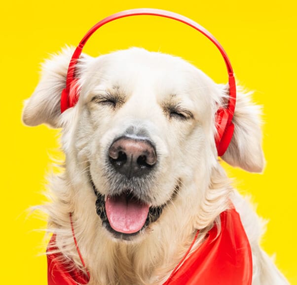 cute happy golden retriever in headphones and red CWTTQNV sisanje pasa