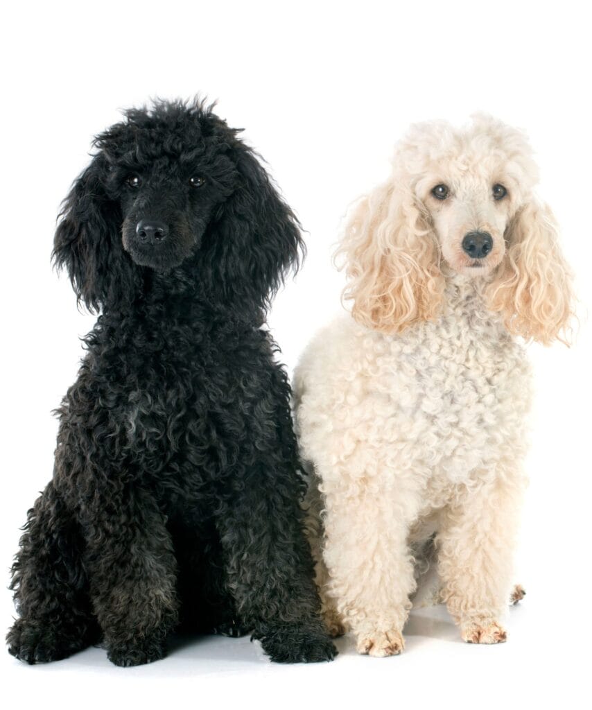 Poodle dog, beautiful poodle puppy, family dogs.